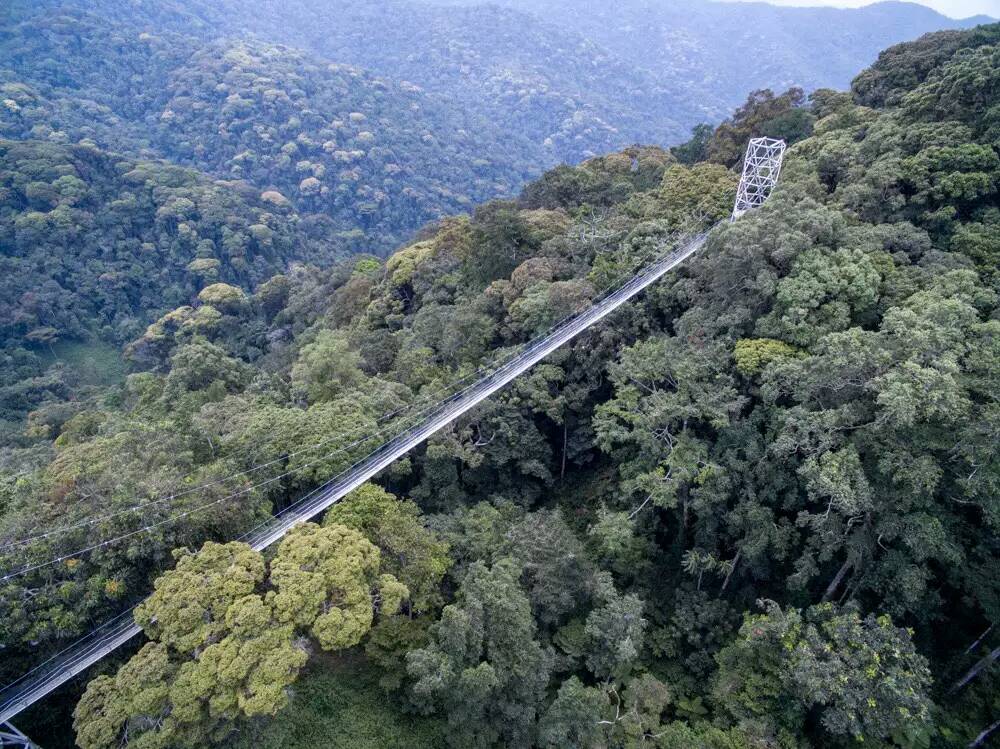 canopy-walk-nyungwe