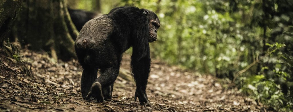 chimpanzee_in _nyungwe