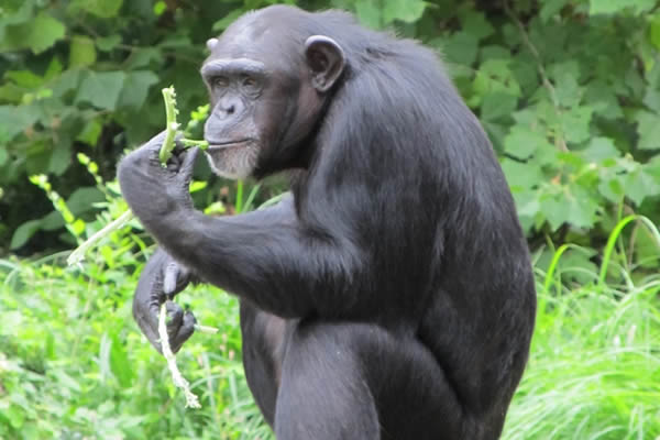 rwanda_chimpanzee_trekking