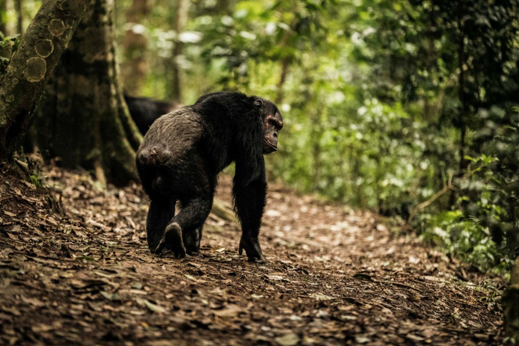 A chimpanzee looking back as it walks to their resting area, part of what to see on your chimpanzee trekking tour in Nyungwe National Park.