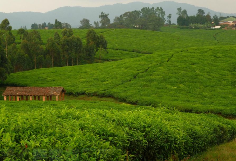 gisakura-tea-plantation