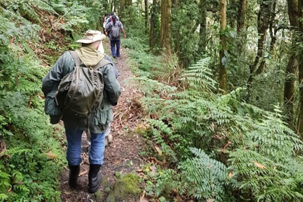 nature-walk-nyungwe