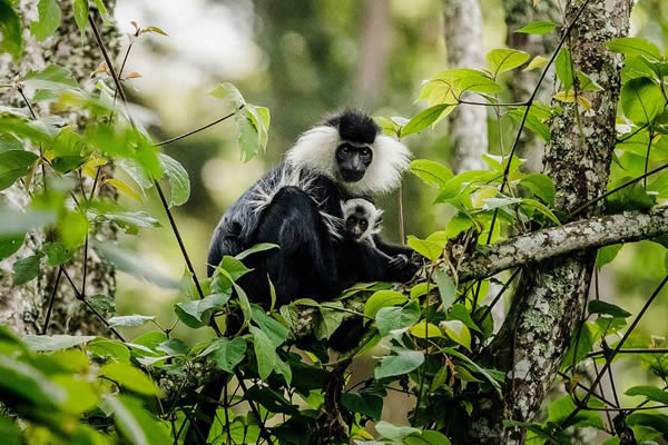 A mother holding its baby, part of your experience in tracking Colobus Monkeys in Nyungwe Forest National Park, Rwanda.