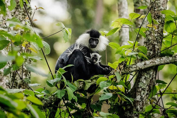 colobus_monkeys_nyungwe