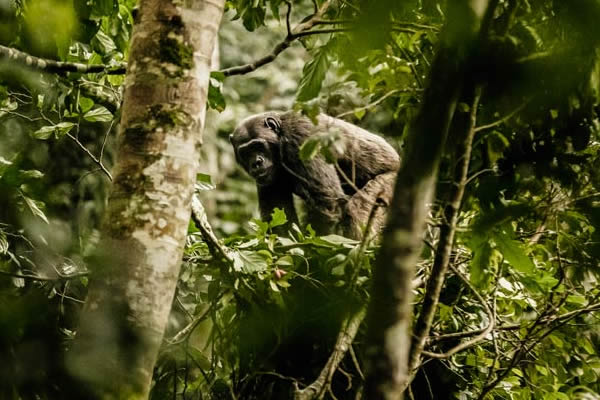 chimpanzees_nyungwe