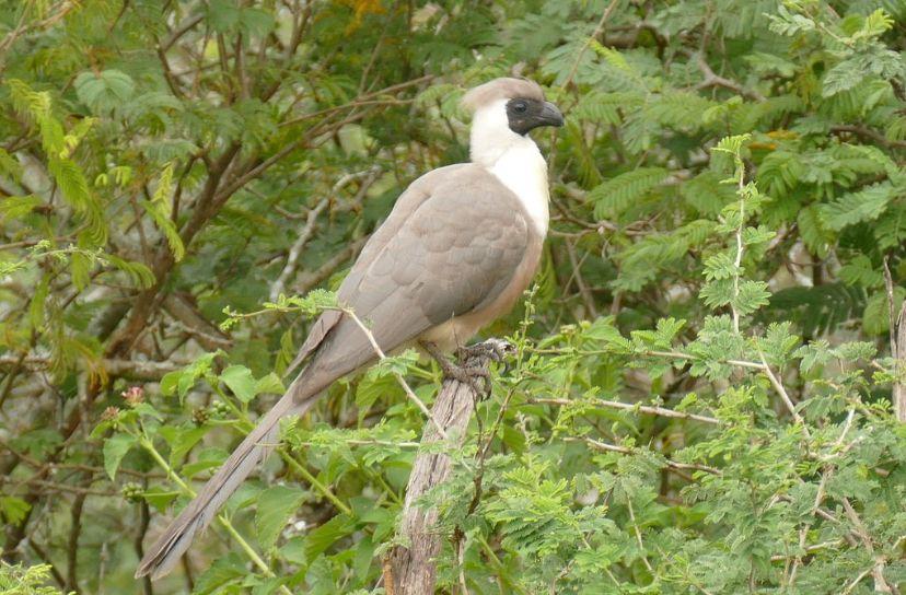 bird-watching-nyungwe