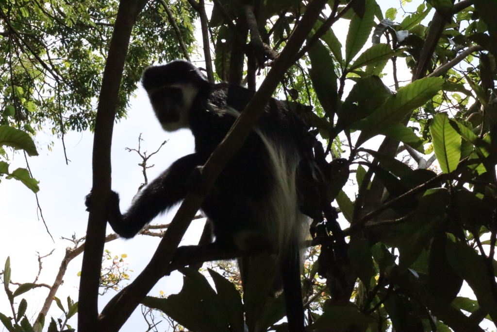 colobus_monkey-tracking