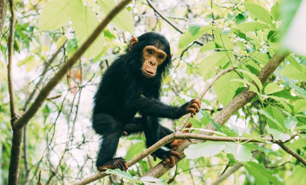 rwanda_chimpanzee_visit