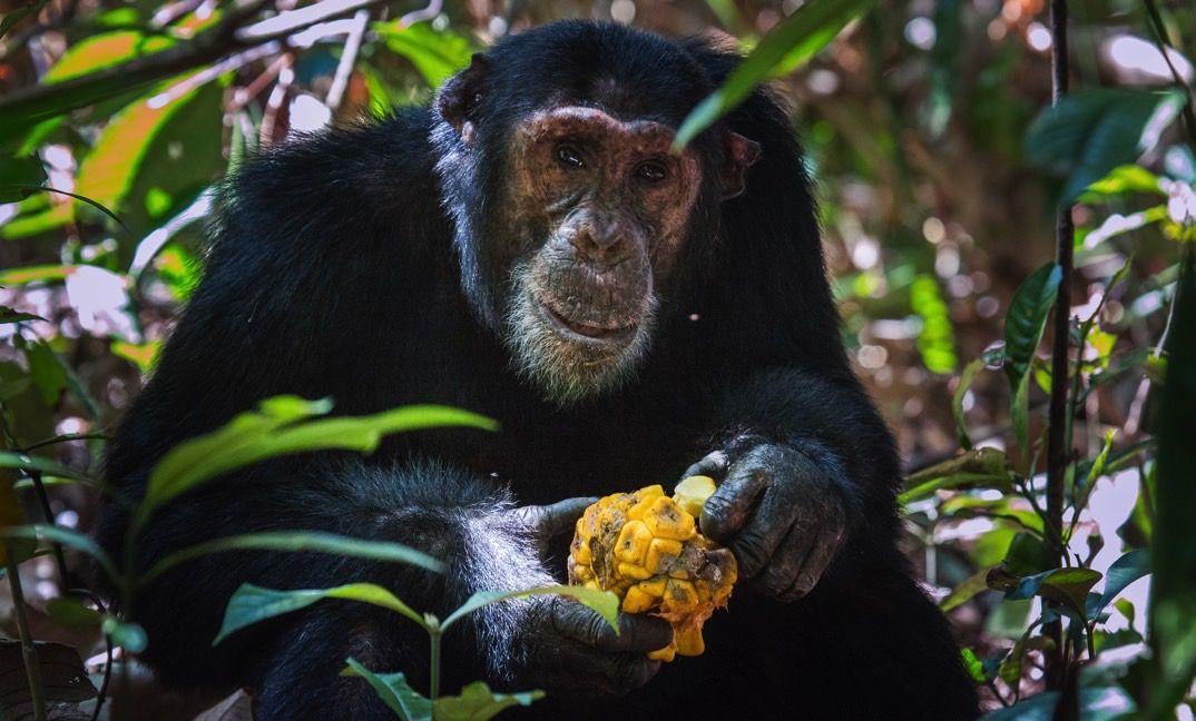 chimpanzee_safari_nyungwe