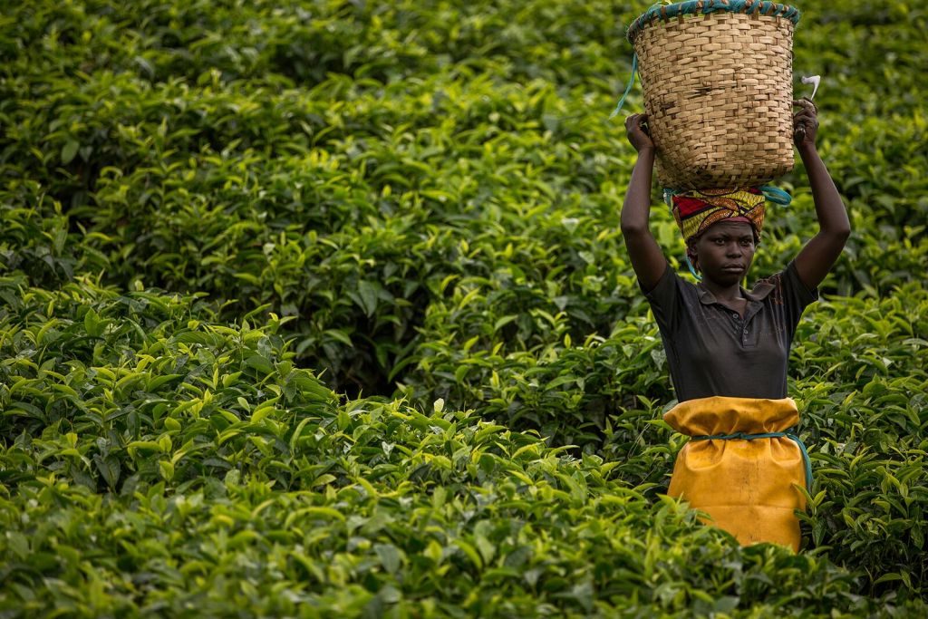 nyungwe_tea_picking