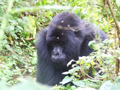 mountain_gorilla_trek