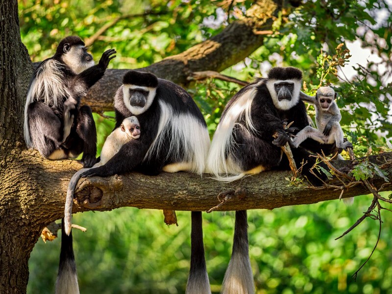 colobus_monkeys_rwanda