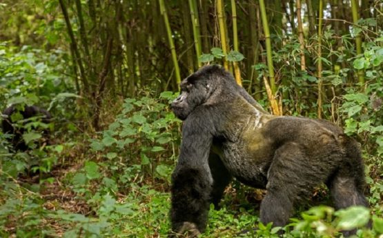 gorilla_trekking_rwanda