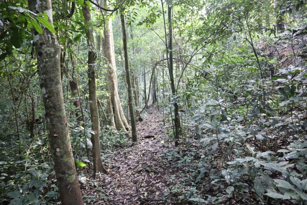 kamiranzovu_trail_nyungwe