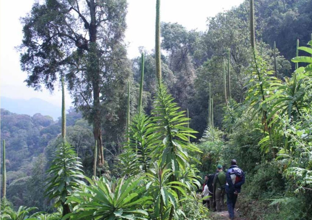 igishigishigi_ trail _in nyungwe