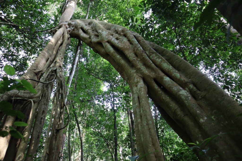 A closer look at some of the thick trees along the Uwinka Trail in Nyungwe Forest National Park