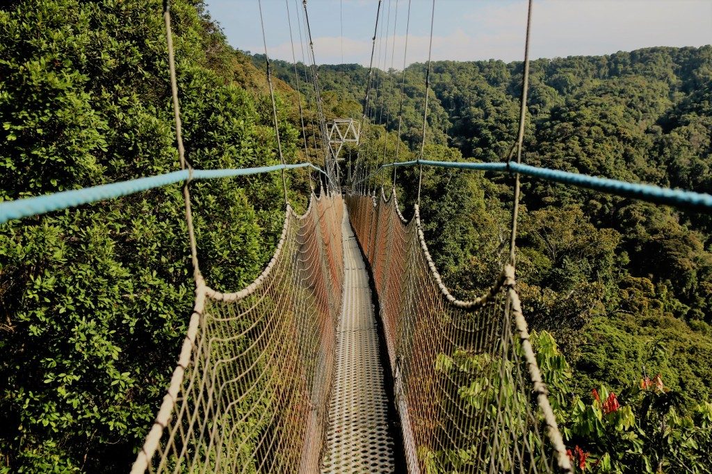 A closer of the canopy, located in the section of Imbaraga Trail in Nyungwe Forest National Park, Rwanda.
