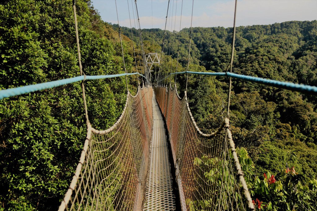 Visit Nyungwe