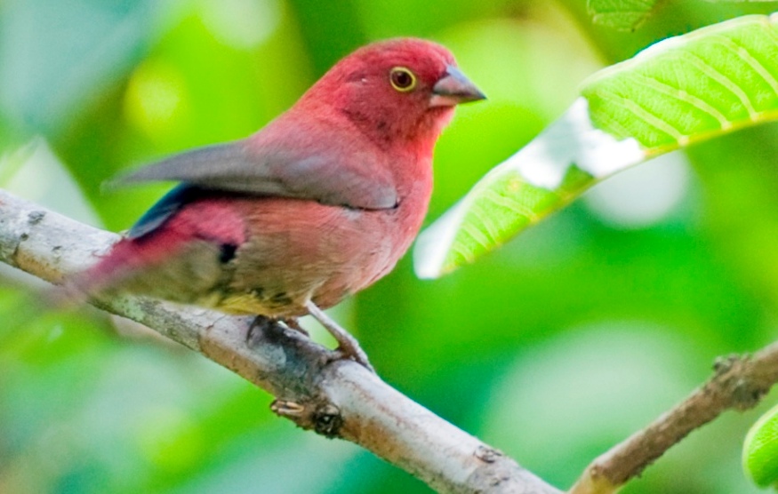 birds of nyungwe forests