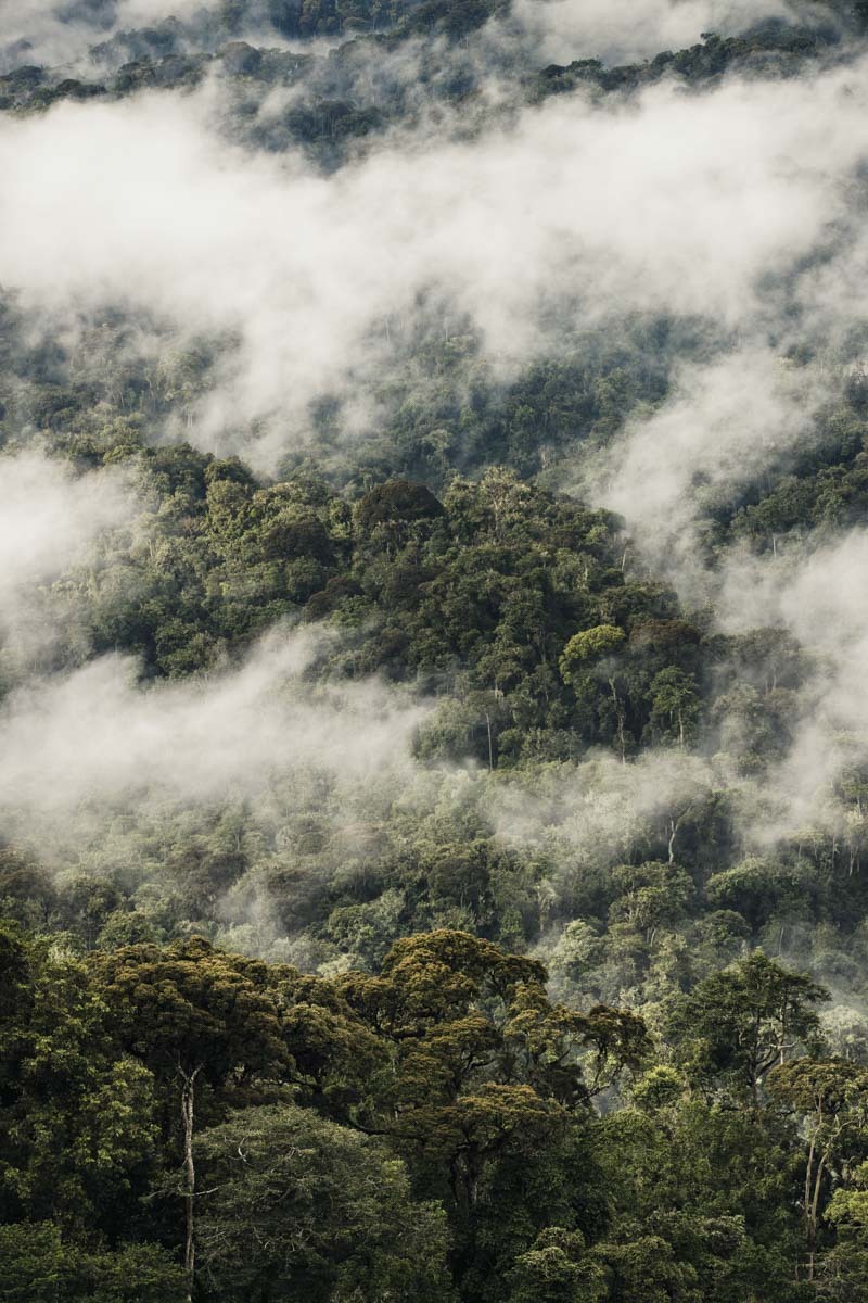 Explore Nyungwe Forests