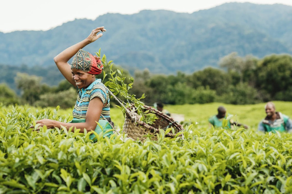 tea plantations in nyungwe