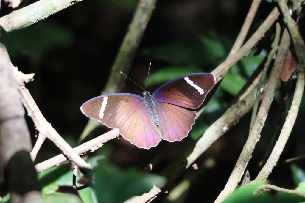 karambe trail nyungwe