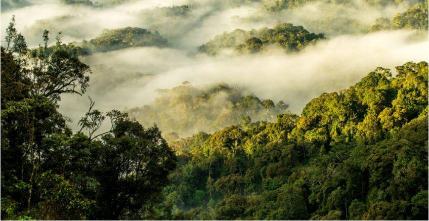 Nyungwe Forest Rwanda