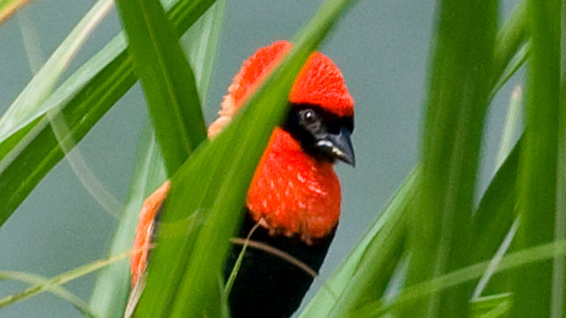 Birds Of Nyungwe Forests In Rwanda