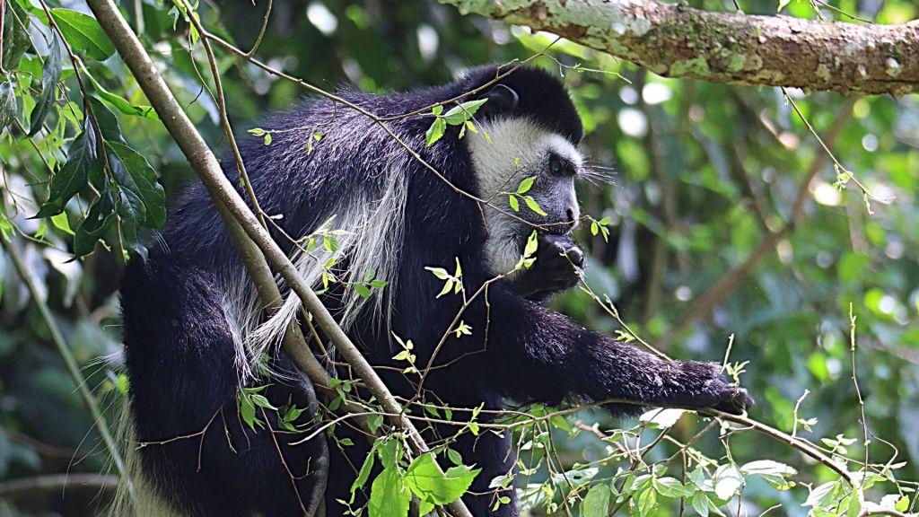 colobus monkeys in nyungwe Forests