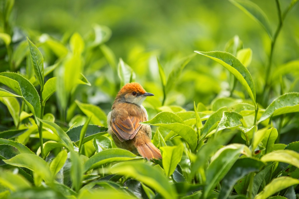 bird species in nyungwe