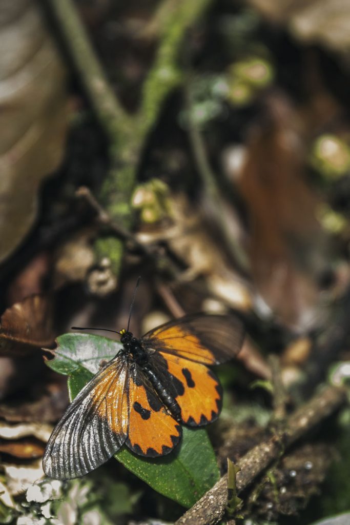 butterflies in nyungwe forest