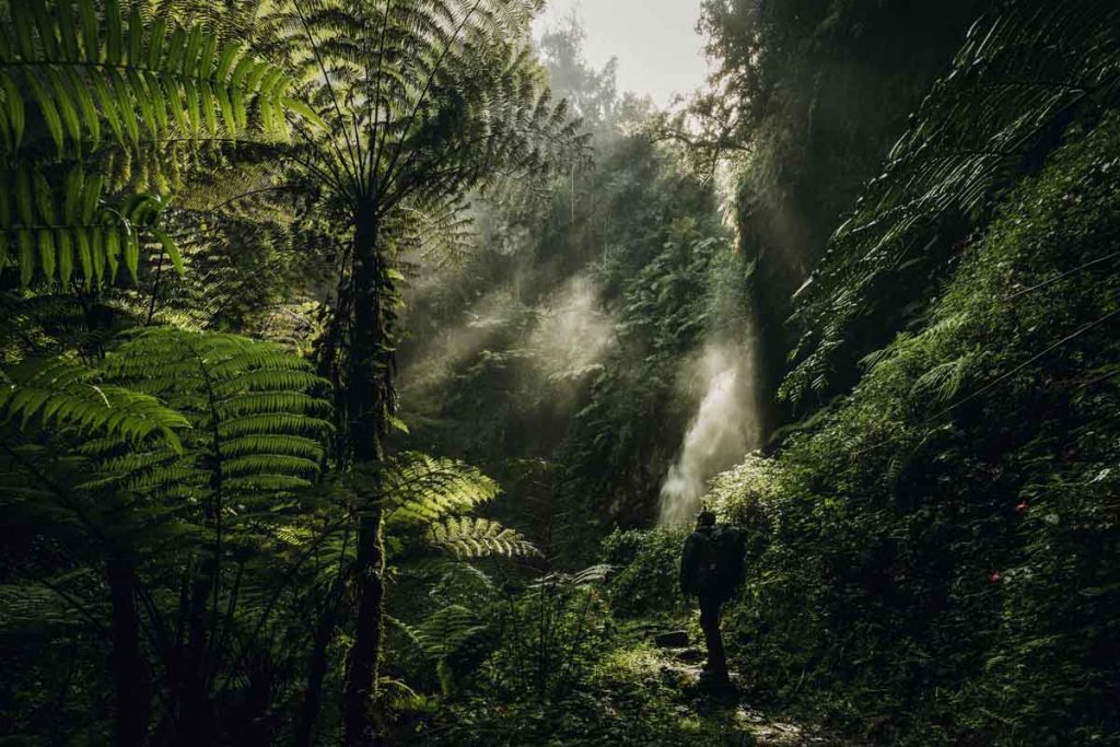 nature walks in nyungwe Forest