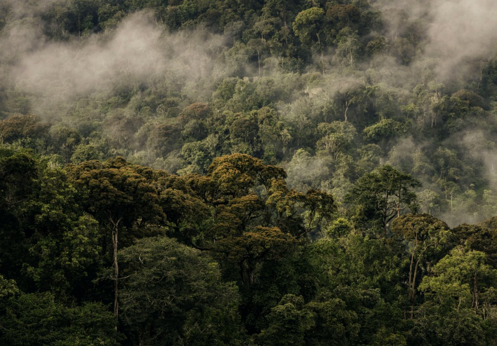 nyungwe forest