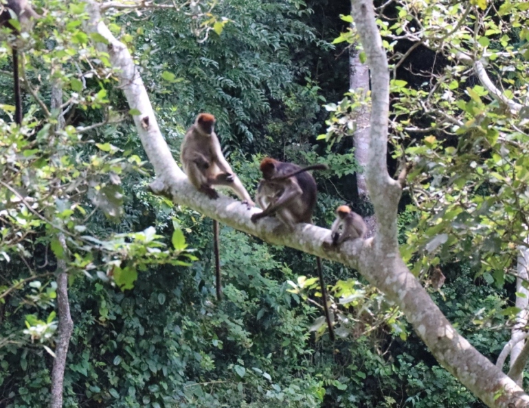 rukuzi trail primates