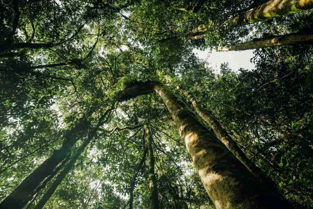 tall trees nyungwe forest