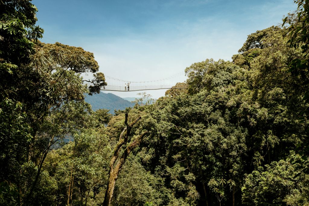 Irebero Trail In Nyungwe Forest