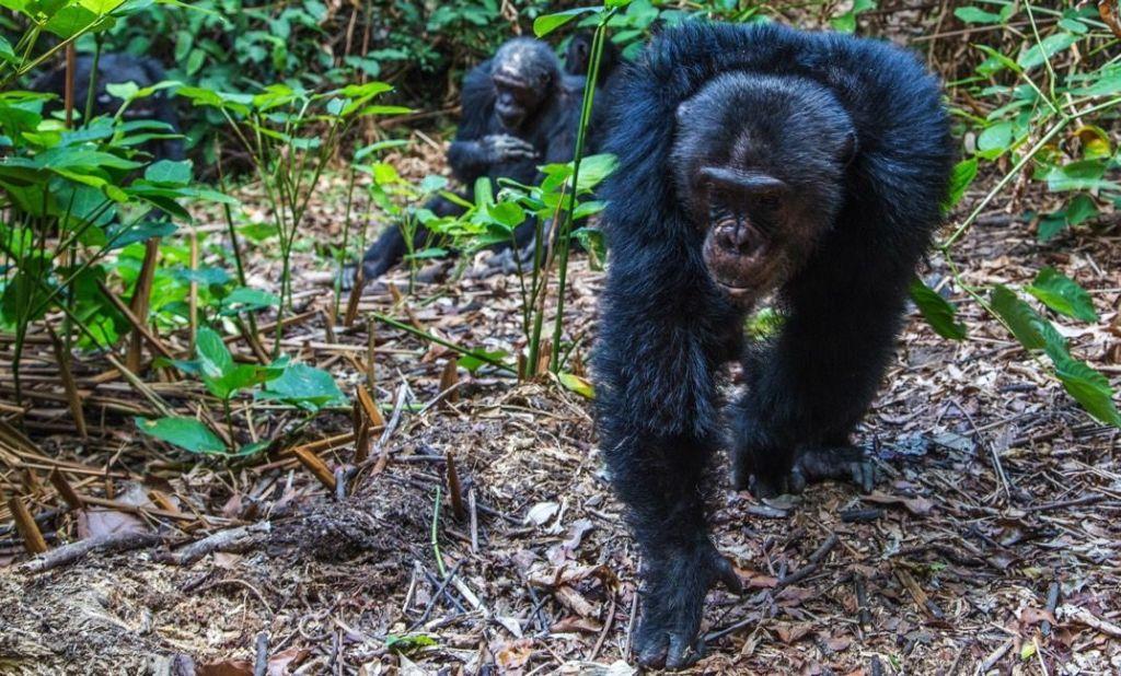 A closer look at Chimpanzees, part of your experience once you observe the travel tips to Nyungwe Forest National Park