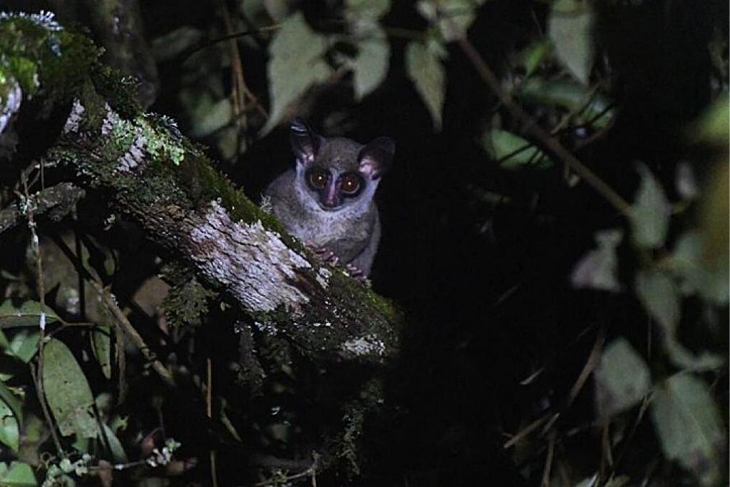 nyungwe night walk