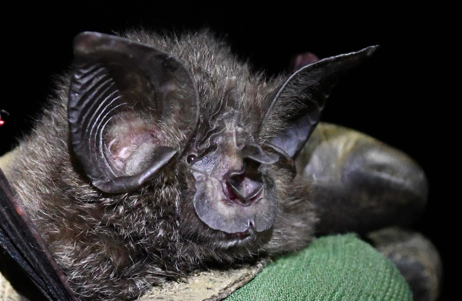 Hill’s Horseshoe Bat In Nyungwe