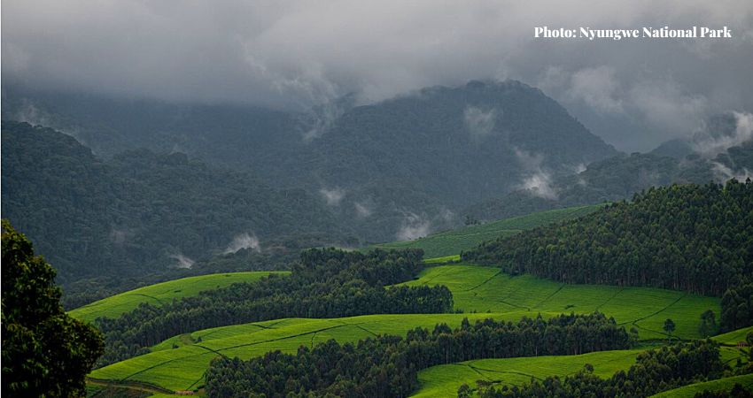 Hiring A Tent In Nyungwe