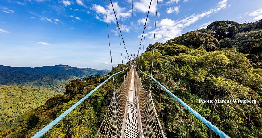 Nyungwe Annual Pass Fee