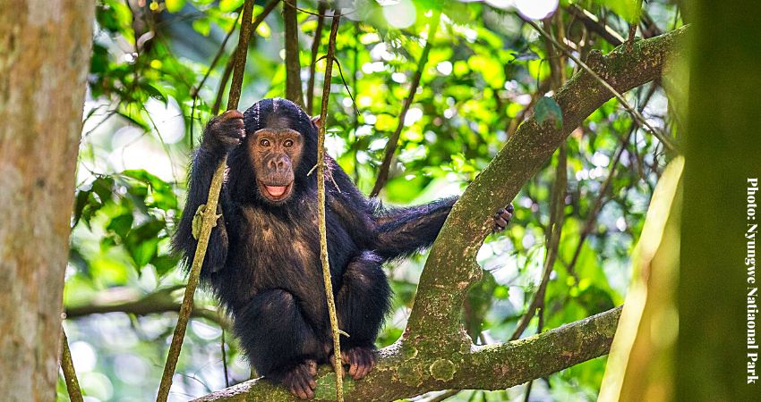 Filming And Photography In Nyungwe