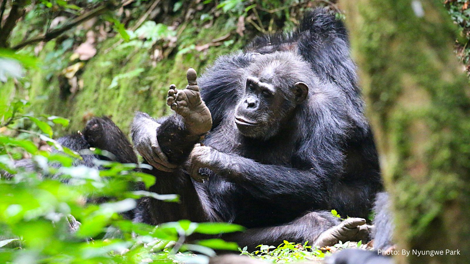 New Chimpanzee Trekking Fees