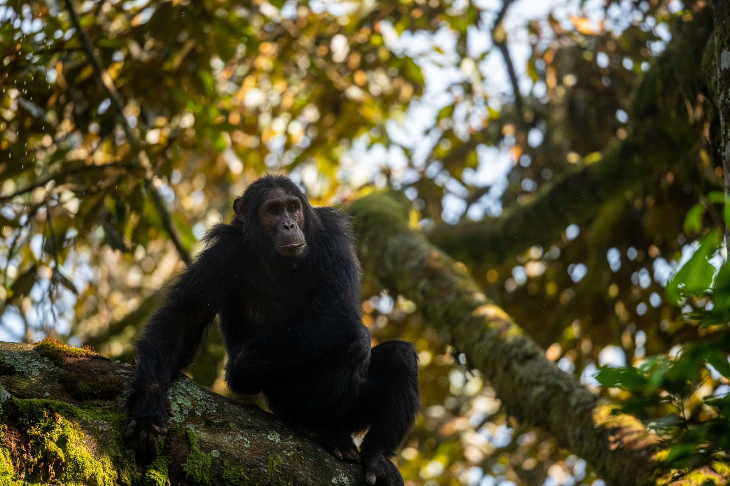 Purchasing Your Chimpanzee Permit In Rwanda