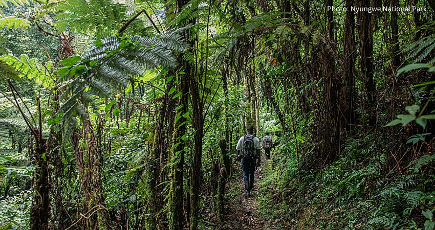 Hiking Trails In Nyungwe Forest