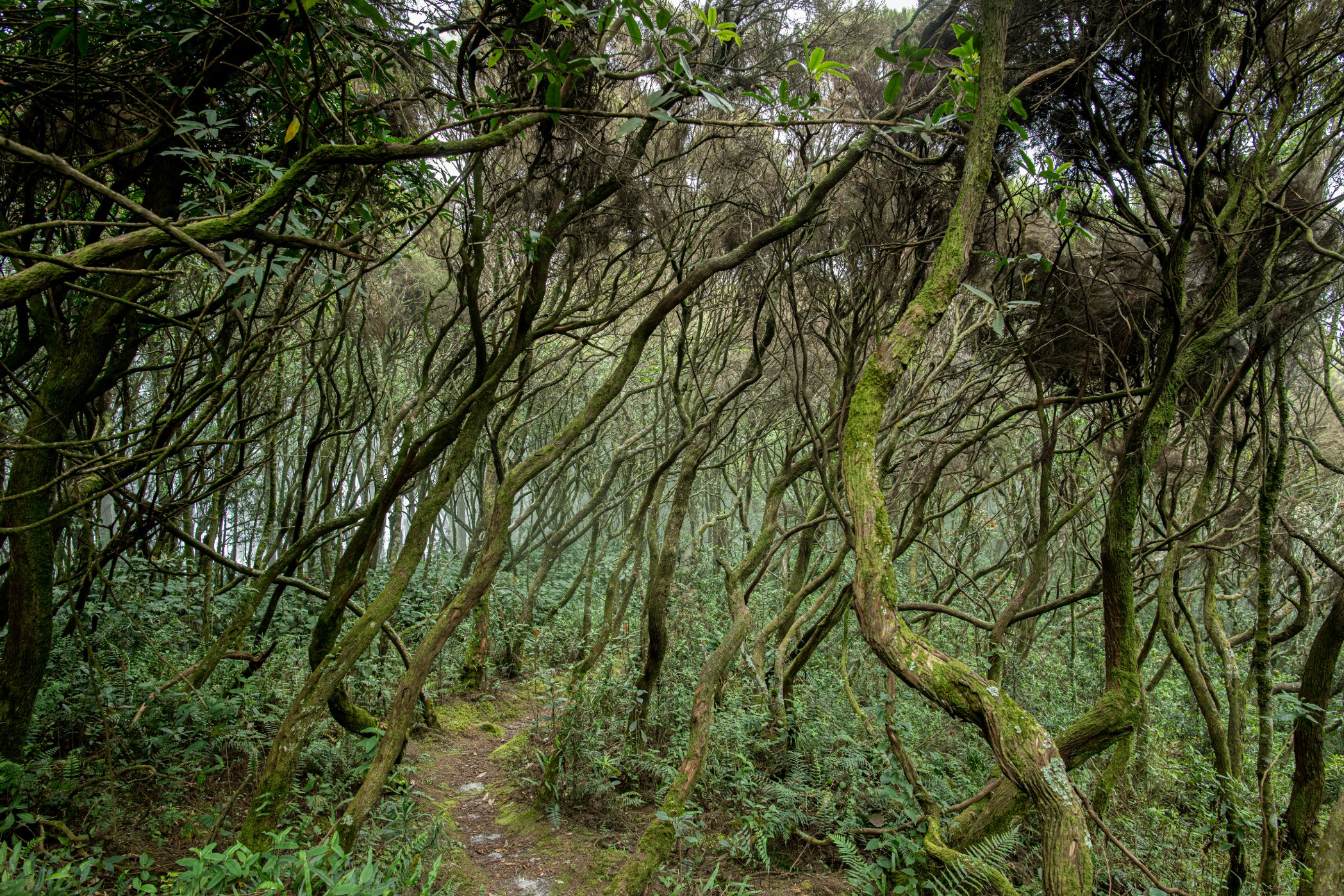 Nyungwe Biodiversity