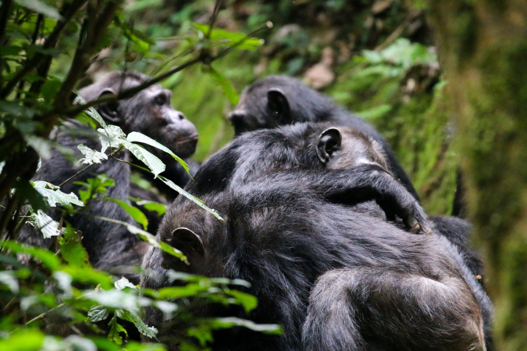 The Habituated Chimpanzee Groups In Nyungwe Forest