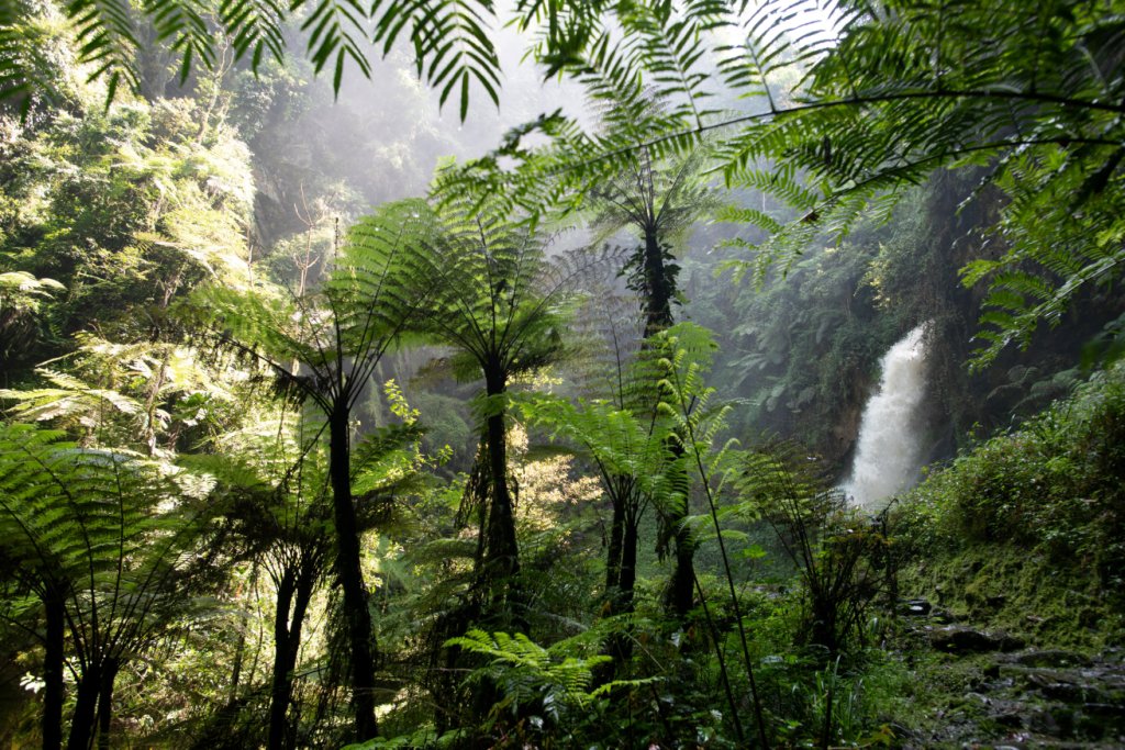 Nyungwe Plant Species