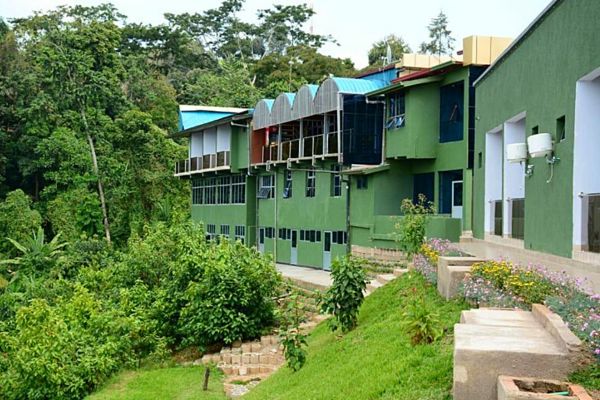 chimpanzee lodge Nyungwe