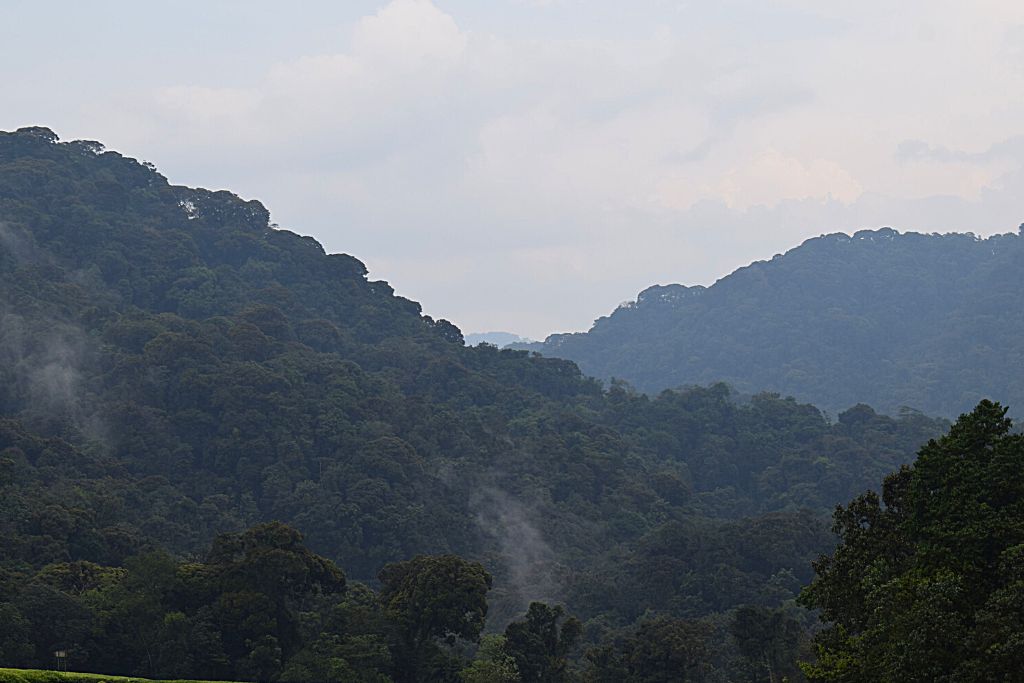 Hiking Irebero Trail In Nyungwe Forest National Park